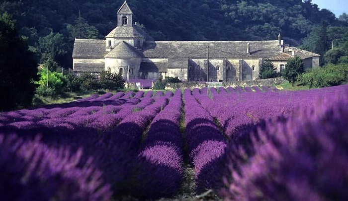 cánh đồng hoa oải hương đẹp nhất thế giới - Provence, Pháp