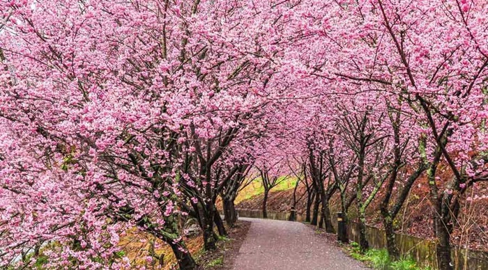Khi đến công viên Dương Minh Sơn vào mùa xuân, du khách sẽ được chiêm ngưỡng những bức tranh đầy màu sắc của các loài hoa. 