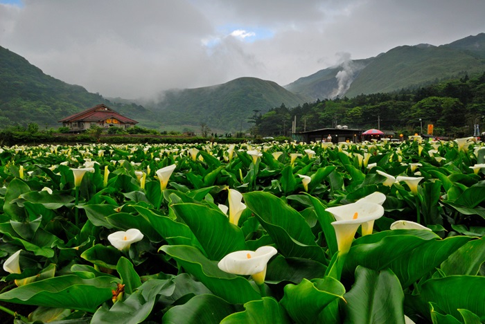 Hoa loa kèn Calla Lily có nguồn gốc từ châu Phi và được mọi người yêu thích đến nỗi có một lễ hội hoa dành riêng cho loài hoa này. 