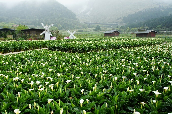 Hoa loa kèn Calla Lily là một trong những loài hoa đặc biệt nhất của công viên Dương Minh Sơn. 