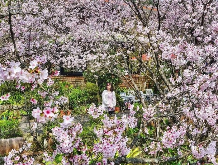 Check in với những cây hoa anh đào trổ bông là việc làm không thể thiếu khi bạn du lịch công viên Dương Minh Sơn. 
