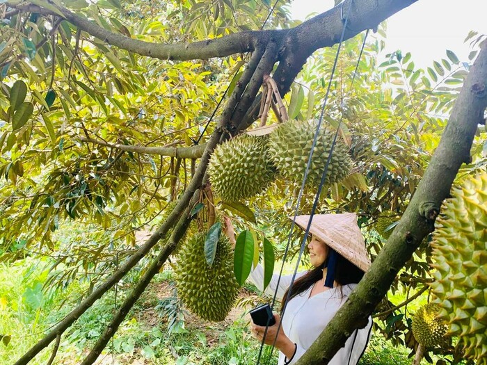 tham quan khám phá các vườn trái cây gần Sài Gòn 