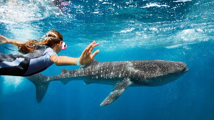 Nhắc đến các trải nghiệm nên thử ở Cancun, du khách không thể bỏ qua hoạt động lặn biển cùng những chú cá mập voi ngộ nghĩnh