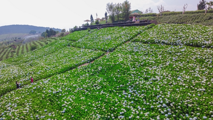 Vườn hoa cẩm tú cầu lớn nhất Đà Lạt tại The Florest Hoa Trong Rừng đã vào mùa nở rộ