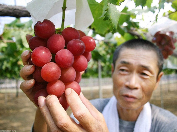 nho ruby roman cũng góp mặt trong danh sách những loại trái cây đắt nhất thế giới