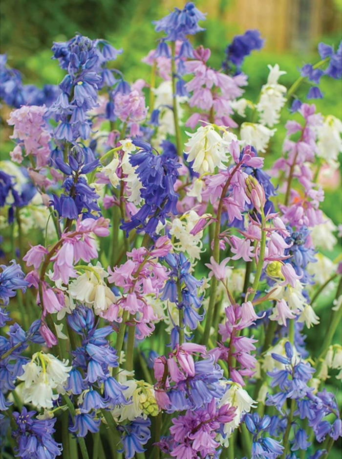 Mùa hoa Bluebells ở Anh được xem là biểu tượng mùa xuân của xứ sở sương mù