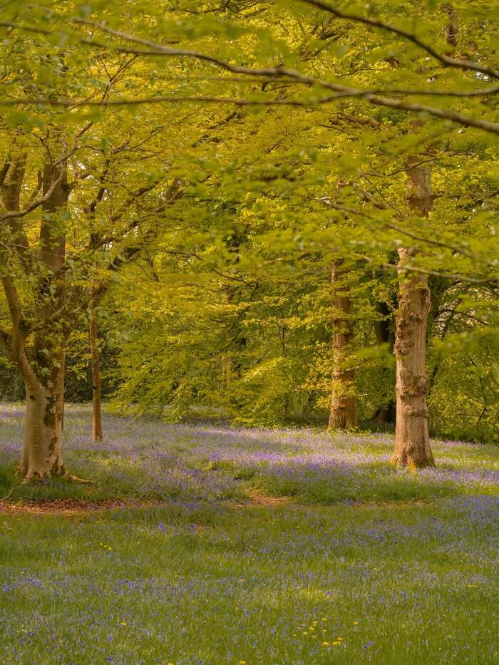 Các địa điểm ngắm mùa hoa Bluebells ở Anh - Vườn thực vật Wakehurst