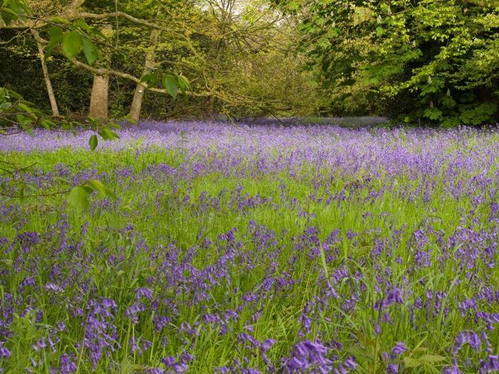 Các địa điểm ngắm mùa hoa Bluebells ở Anh - Vườn Kew
