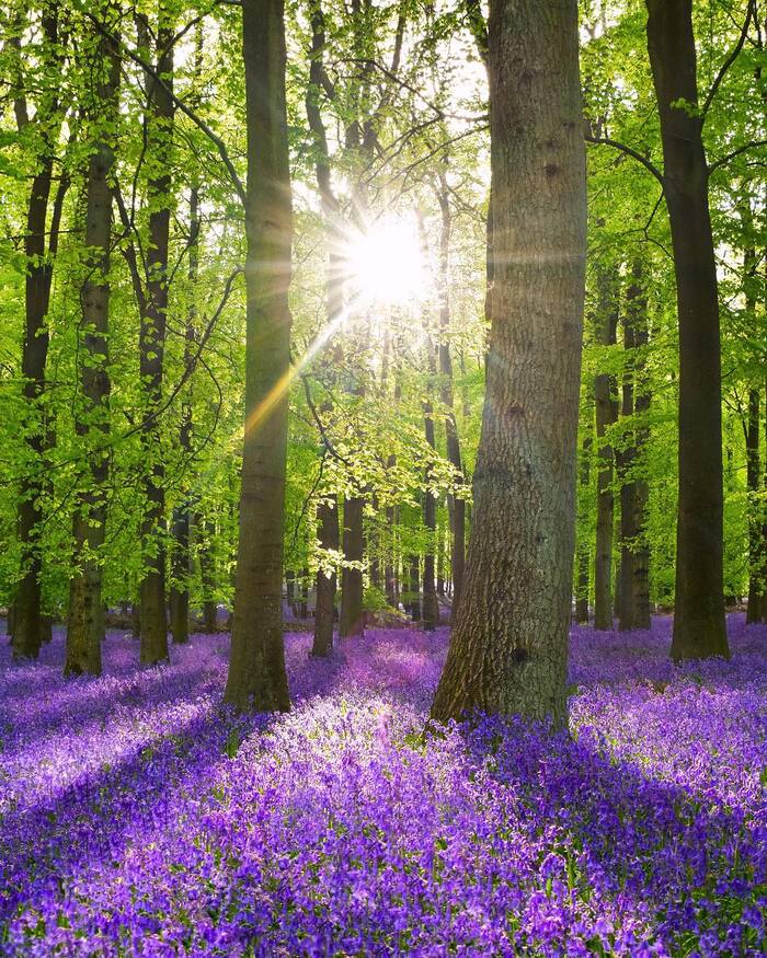 Thời điểm đón mùa hoa Bluebells ở Anh đẹp nhất là tháng 4 - tháng 5