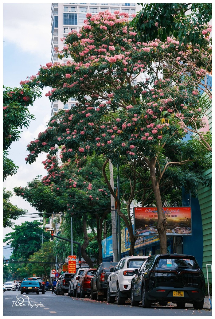Hàng cây kèn hồng trên đường Hoàng Hoa Thám đồng loạt bung nở, phủ sắc hồng giữa lòng phố biển Nha Trang. Ảnh: Thuận Nguyễn