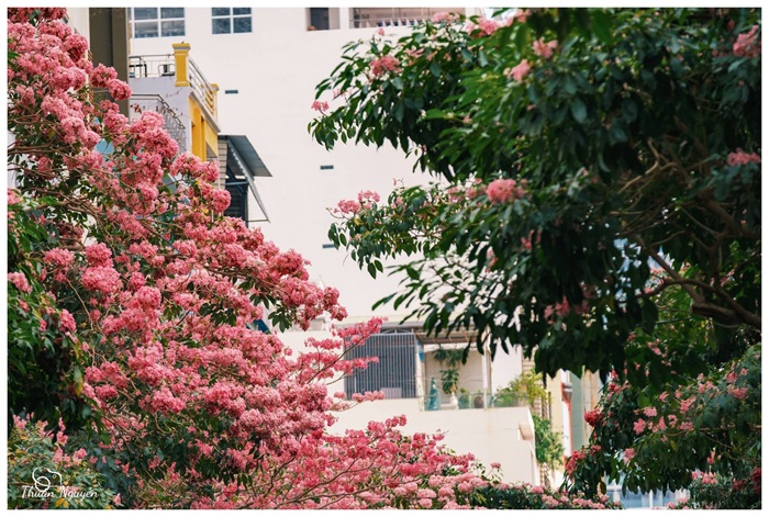 Những chùm hoa kèn hồng nổi bật trên nền kiến trúc đô thị, tạo nên vẻ đẹp lãng mạn hiếm thấy. Ảnh: Thuận Nguyễn