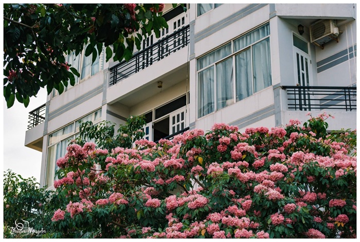 Mùa kèn hồng chỉ kéo dài vài tuần nhưng đủ để nhuộm hồng một góc phố Hoàng Hoa Thám mỗi độ đầu hè. Ảnh: Thuận Nguyễn