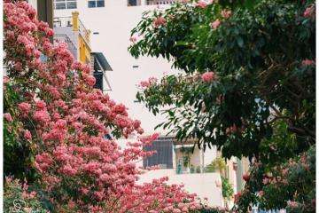 Mùa kèn hồng nhuộm sắc phố biển Nha Trang