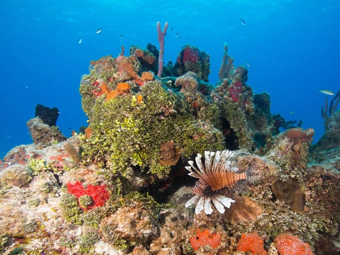 Ngắm san hô tại Banco Chinchorro, điểm lặn biển nổi tiếng ở Mexico