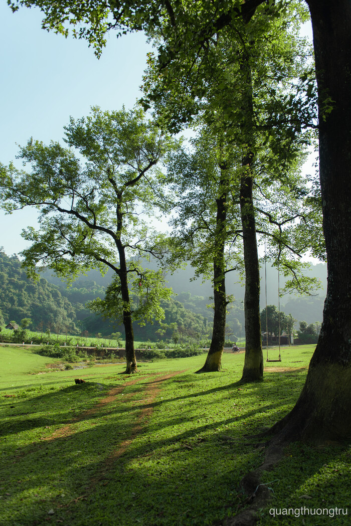 Hơn 60 cây tlau tại thảo nguyên Bãi Bùi Hòa Bình có tuổi đời hàng trăm năm