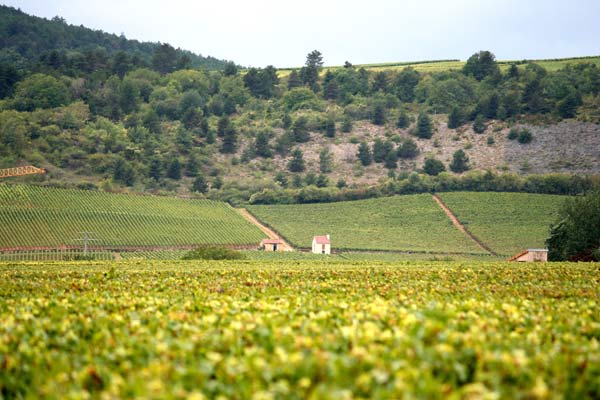 Hấp dẫn miền thôn quê Burgundy Pháp 