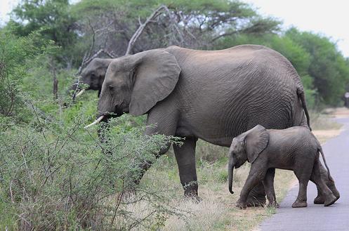 10 khu bảo tồn hoang d&atilde; đẹp nhất ch&acirc;u Phi