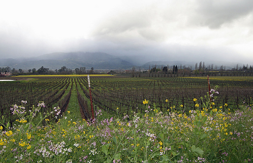 Thung lũng mộng mơ Napa, California