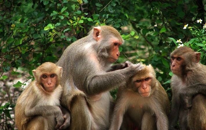 Đảo khỉ: Điểm đến lý tưởng cho những ai yêu thích động vật hoang dã. Tại đây, bạn sẽ được chiêm ngưỡng nhiều loài khỉ đa dạng và ngắm nhìn những cảnh quan tuyệt đẹp của đảo khỉ. Hãy bắt đầu hành trình khám phá sự kỳ diệu của động vật hoang dã trên đảo khỉ ngay!