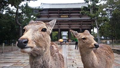 Khám phá ngôi chùa Todaiji - di sản văn hoá của Nhật Bản