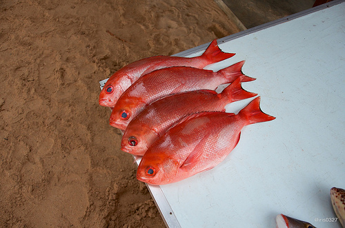 Sri Lanka, điểm đến tuyệt vời nhất năm 2013