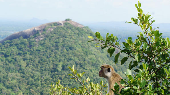 Cuốn hút Sri Lanka - "Hòn ngọc Ấn Độ Dương"