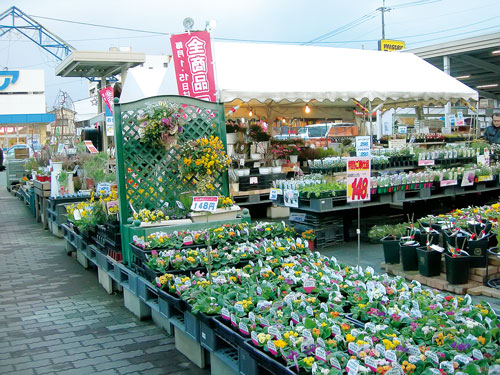  Chợ hoa Fukuoka. 