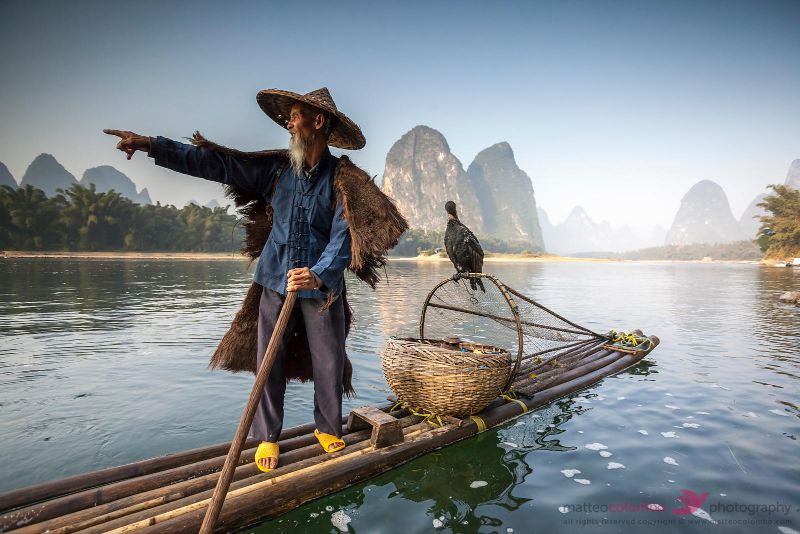  đánh bắt cá bằng chim cốc ở Quế Lâm