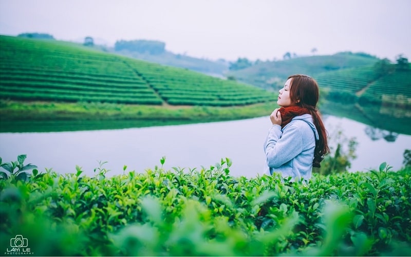 đảo chè Thanh Chương