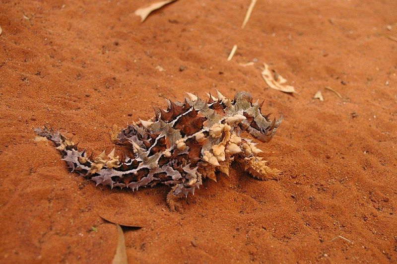 khám phá Alice Springs