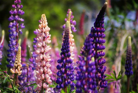 hoa Lupins9
