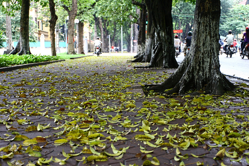 Hà Nội - mười hai tháng hoa