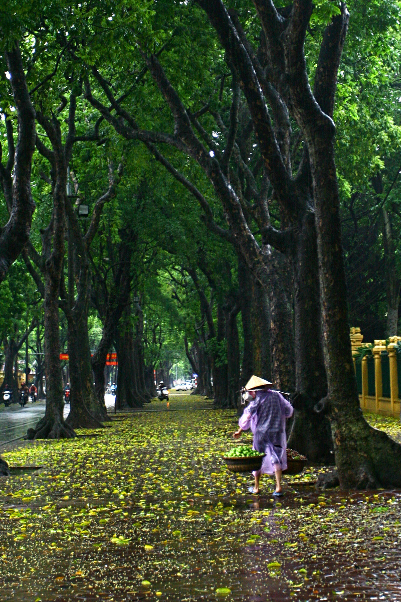 Hà Nội - mười hai tháng hoa