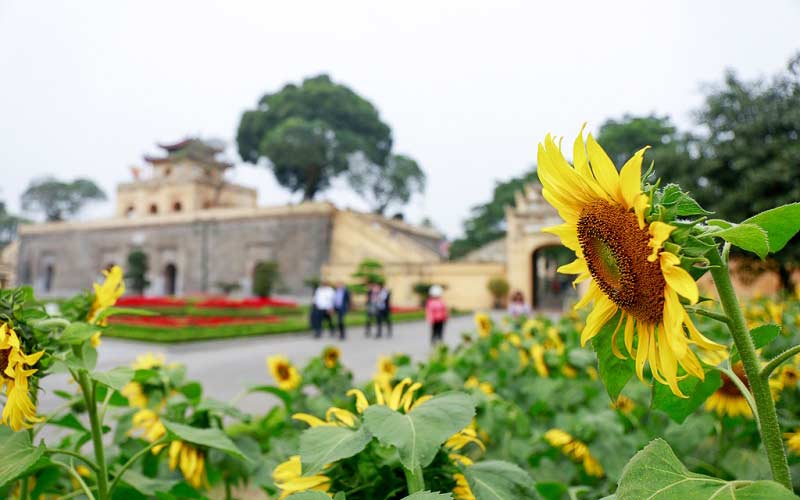 hoa hướng dương Hoàng Thành Thăng Long