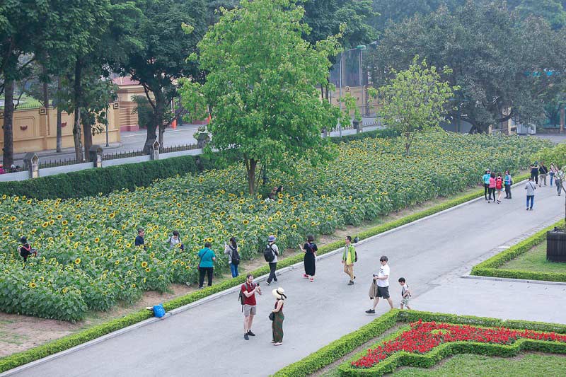 hoa hướng dương Hoàng Thành Thăng Long