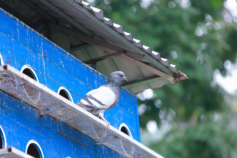 hoa hướng dương Hoàng Thành Thăng Long