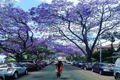 Đường phố Australia ngập tràn sắc hoa phượng tím