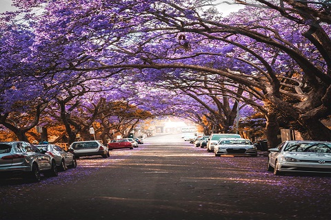 Mùa hoa jacaranda Úc lãng mạn mọi nẻo đường
