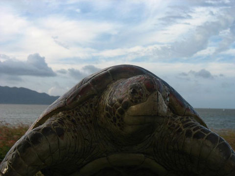 Tượng rùa biển trên bãi biển ở Townsville, Queensland, Úc