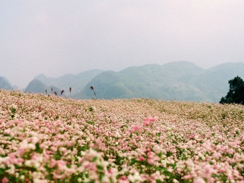 Mùa hoa tam giác mật ở Hà giang