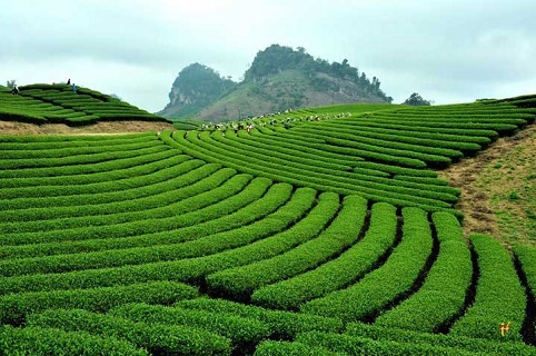 Tour hái chè Mộc Châu