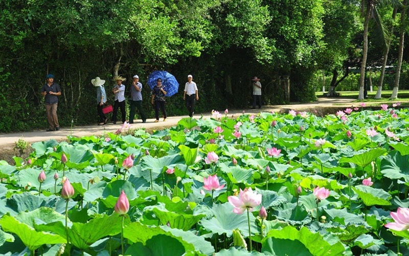 Đường vào Làng Sen phản phất hương thơm 