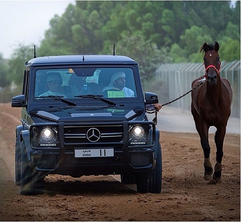 Thú cưng ở Dubai