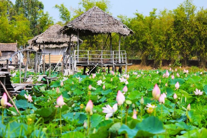 Đẹp ngỡ ngàng đồng sen Tháp Mười