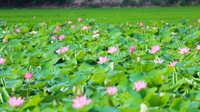 Đẹp ngỡ ngàng đồng sen Tháp Mười