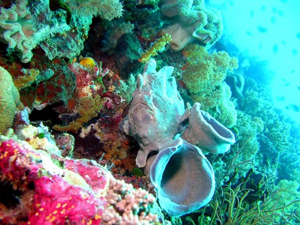 Wakatobi đảo xanh hoang sơ ở Indonesia