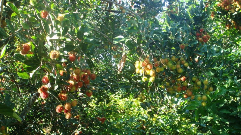 Những loại hoa quả ở cù lao Dài
