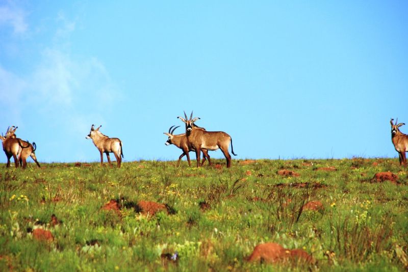 malawi