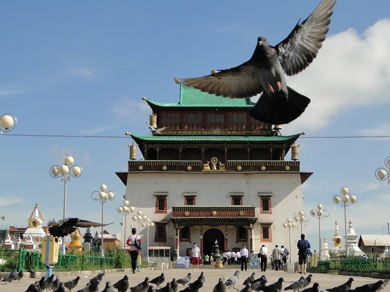 Chu du thảo nguyên Mông Cổ