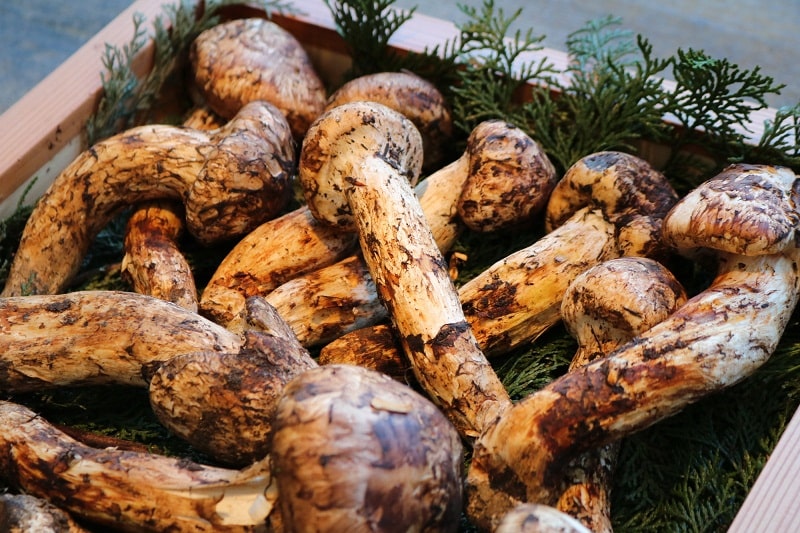 Nấm Matsutake